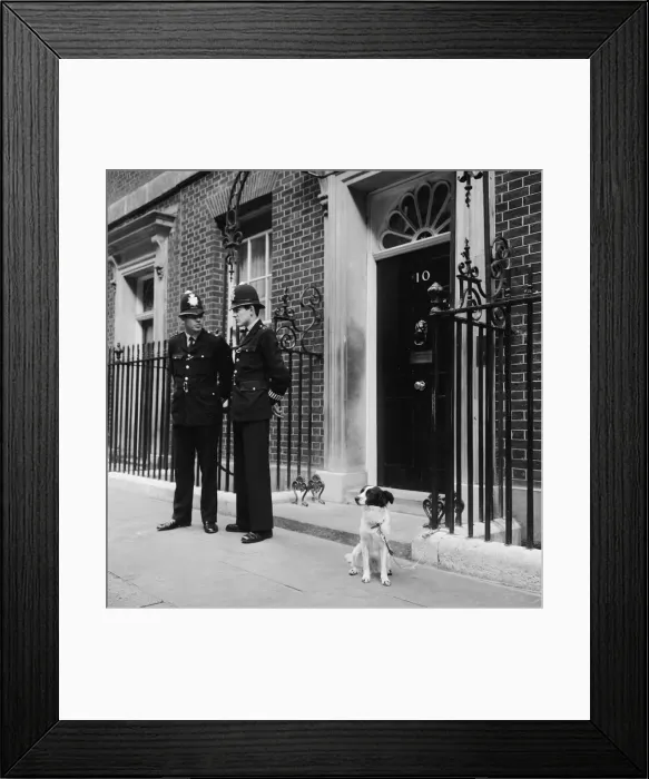 Framed Print : 1966 World Cup Tournament in England. Pickles the hero dog who found the Jules
