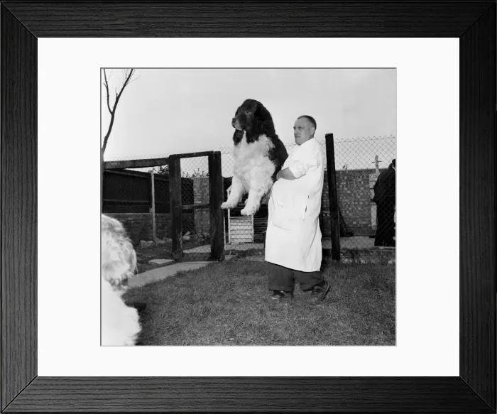 Framed Print : Manchester United St. Bernard Dogs. October 1953 D5900-001 Framed Print : Manchester United St. Bernard Dogs. October 1953 D5900-001