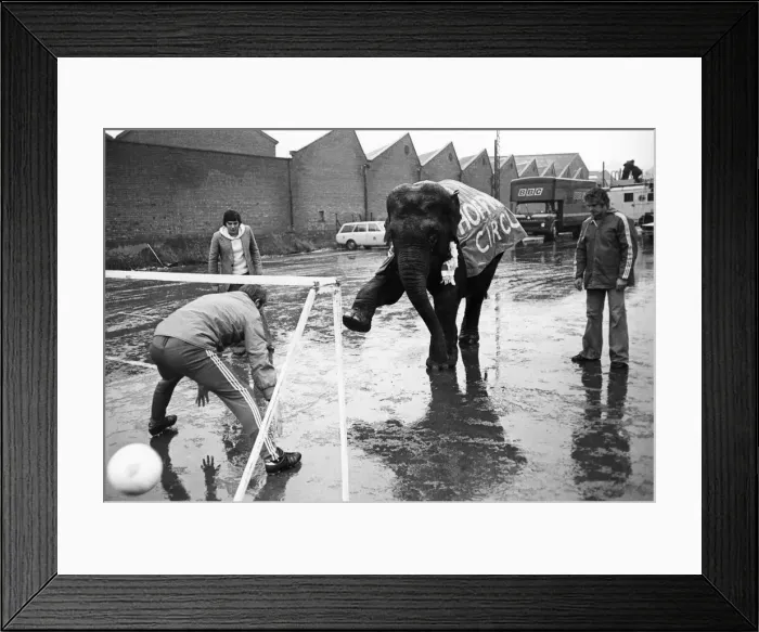Framed Print : One of the main attractions at Bristol Citys ground was an elephant which made a Framed Print : One of the main attractions at Bristol Citys ground was an elephant which made a