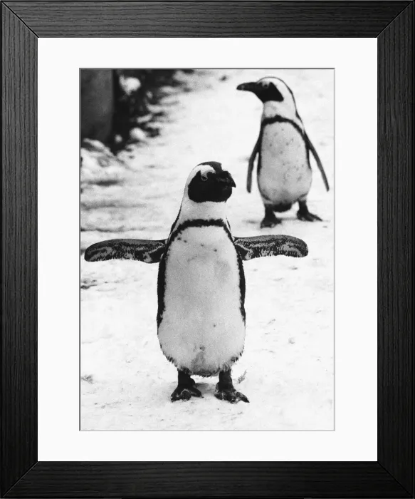 Framed Print : Pengiuns explore their enclosure at London Zoo following a fresh fall of snow Framed Print : Pengiuns explore their enclosure at London Zoo following a fresh fall of snow