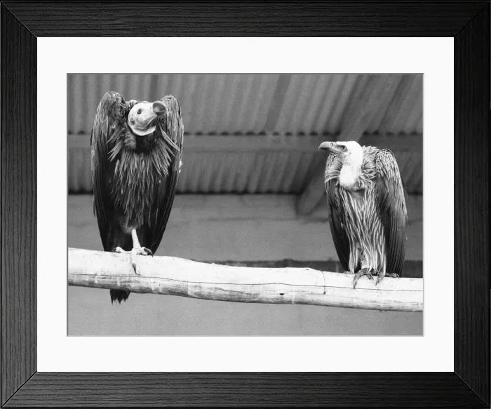 Framed Print : Fed up and far from home, these two vultures express thair views of the British weather
