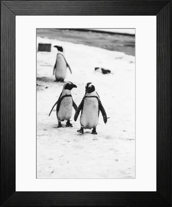 Framed Print : Pengiuns explore their enclosure at London Zoo following a fresh fall of snow Framed Print : Pengiuns explore their enclosure at London Zoo following a fresh fall of snow