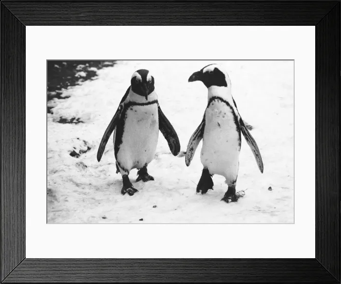 Framed Print : Pengiuns explore their enclosure at London Zoo following a fresh fall of snow Framed Print : Pengiuns explore their enclosure at London Zoo following a fresh fall of snow