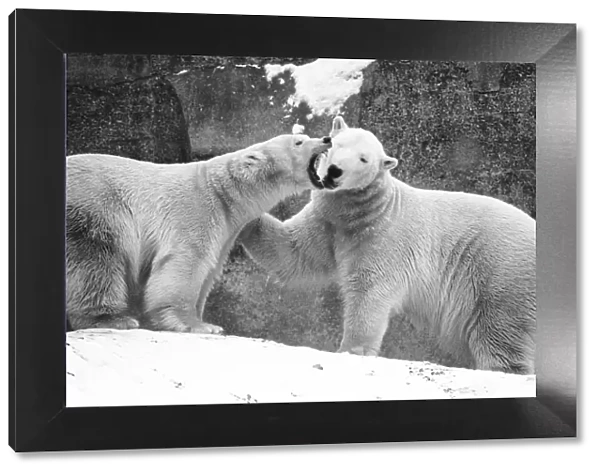 In the Polar Bear pen at London Zoo Sabrina gives Pipaluek a piece of her mind