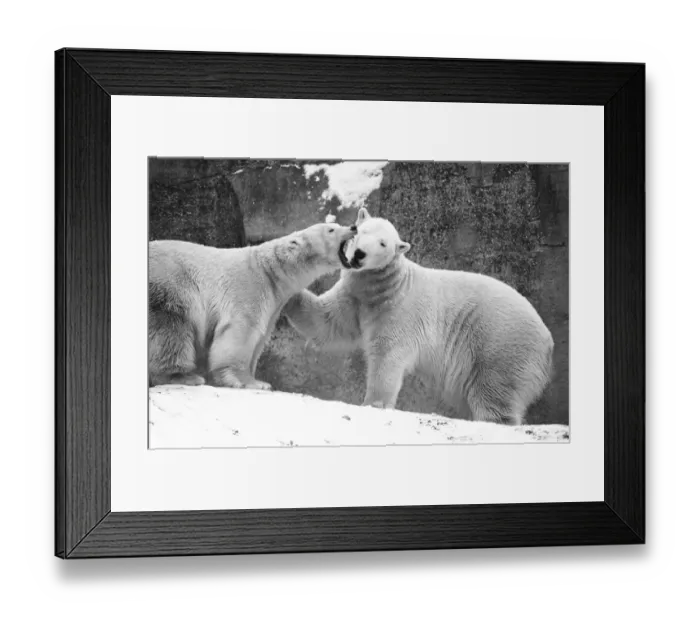 Framed Print : In the Polar Bear pen at London Zoo Sabrina gives Pipaluek a piece of her mind Framed Print : In the Polar Bear pen at London Zoo Sabrina gives Pipaluek a piece of her mind