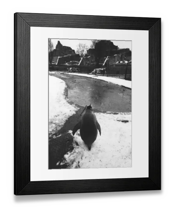 Framed Print : A King Pengiun looks out over a frozen pool in his enclosure at London Zoo following a Framed Print : A King Pengiun looks out over a frozen pool in his enclosure at London Zoo following a
