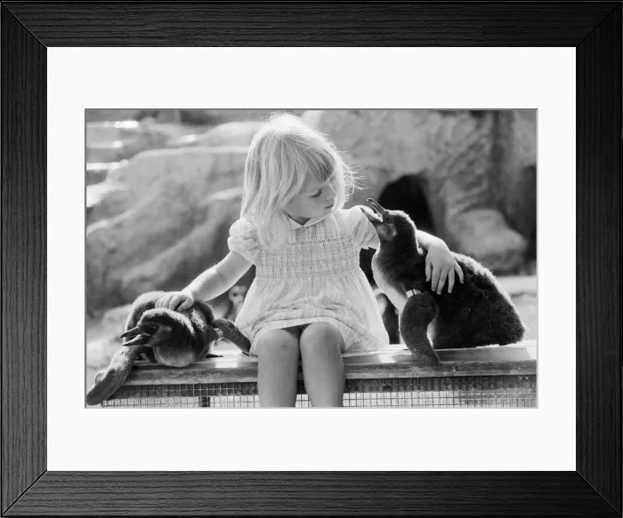Framed Print : Young Kirsten Ogilvie with two baby penguins at the Cotswold WildLife Park in Oxfordshire Framed Print : Young Kirsten Ogilvie with two baby penguins at the Cotswold WildLife Park in Oxfordshire