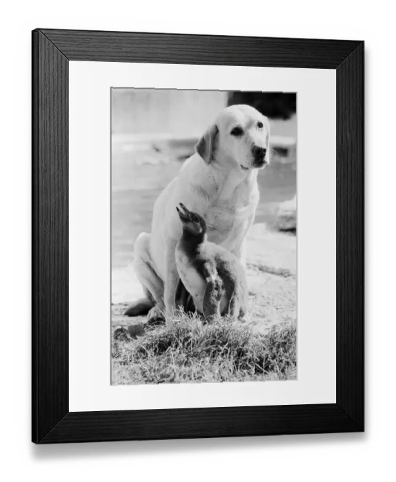 Framed Print : A labrador dog with a baby penguin at the Cotswold WildLife Park in Oxfordshire Framed Print : A labrador dog with a baby penguin at the Cotswold WildLife Park in Oxfordshire