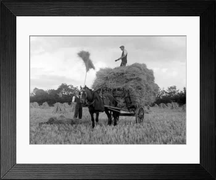 Framed Print : Farmers at work, harvesting crops at their farm in Cullompton Framed Print : Farmers at work, harvesting crops at their farm in Cullompton