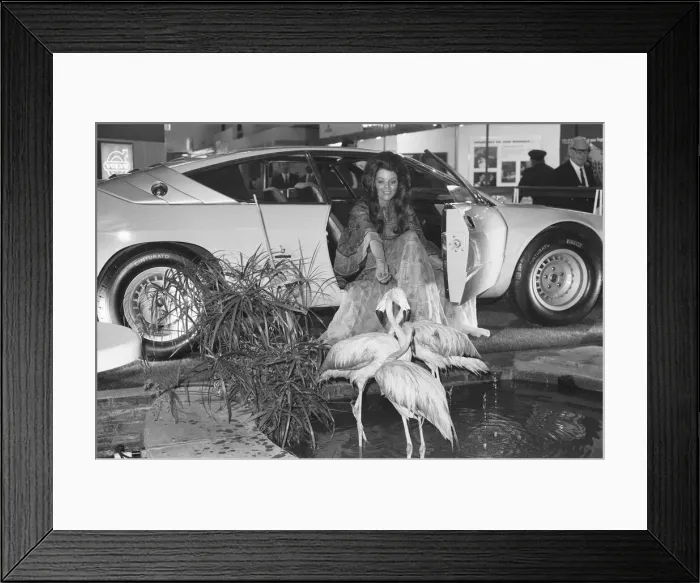 Framed Print : Model with flamingoes at the 1971 Earls Court motor show 19th October 1971