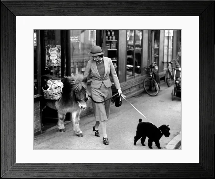 Framed Print : Twinkle the shetland pony comes out of the shop carrying his owners supplies Framed Print : Twinkle the shetland pony comes out of the shop carrying his owners supplies