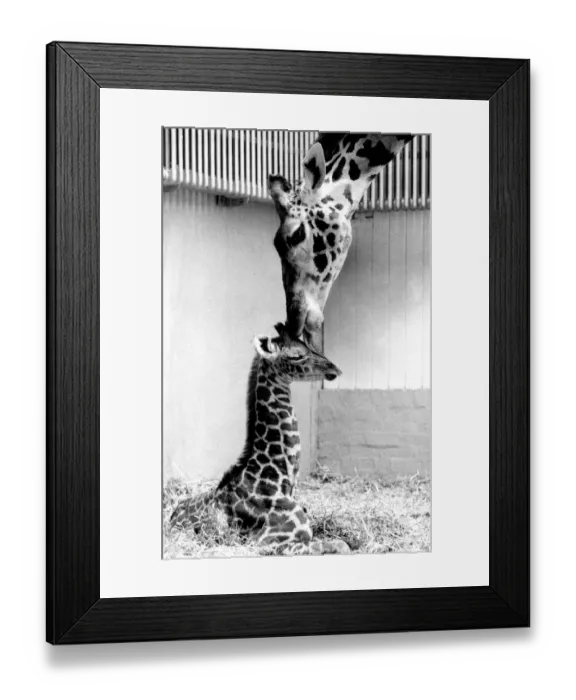 Framed Print : Grace the giraffe with her new born baby, named Don at Dudley Zoo giraffe house