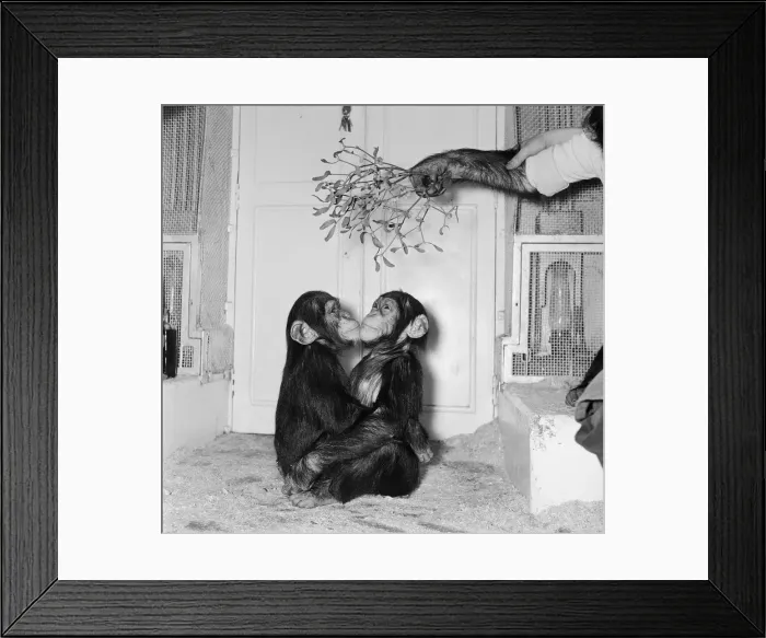 Framed Print : Chimpanzees of Bertram Mills circus kiss under the mistletoe. 29th December 1955 Framed Print : Chimpanzees of Bertram Mills circus kiss under the mistletoe. 29th December 1955