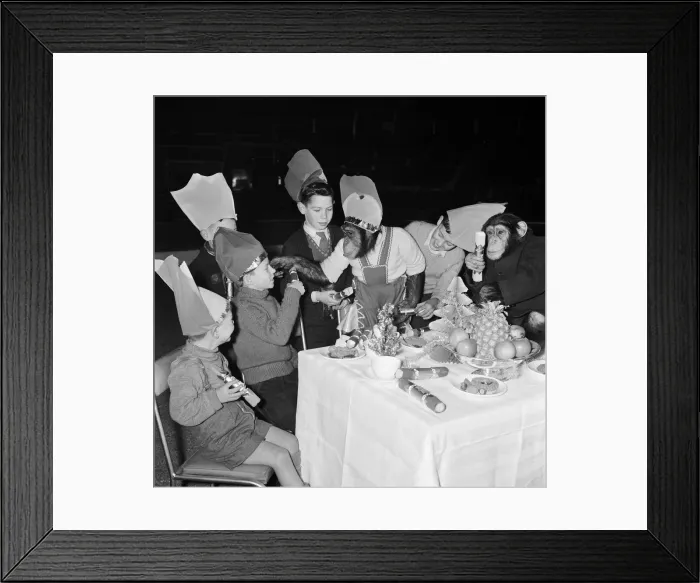 Framed Print : Chimpanzees of Bertram Mills circus with children at a Christmas party Framed Print : Chimpanzees of Bertram Mills circus with children at a Christmas party