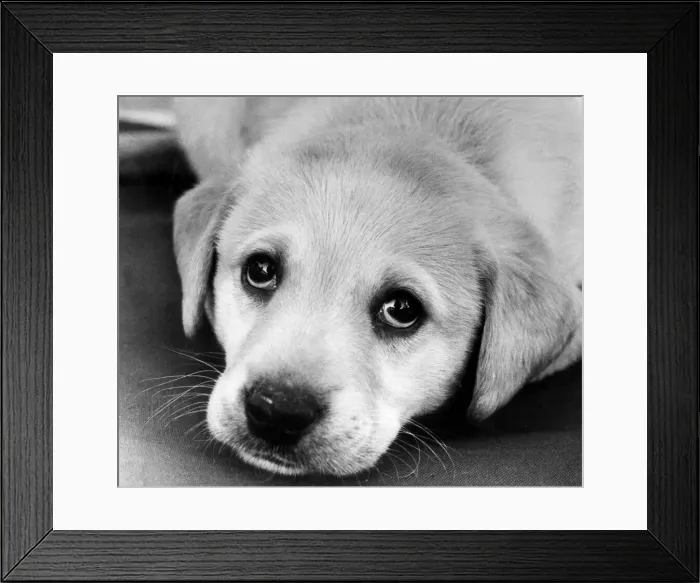 Framed Print : A labrador puppy looks at the camera, only a few weeks old. 9th August 1978 Framed Print : A labrador puppy looks at the camera, only a few weeks old. 9th August 1978