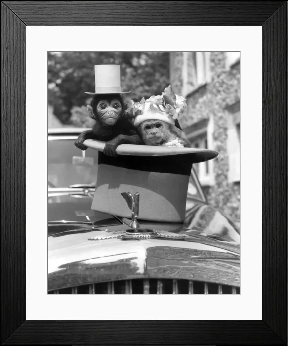 Framed Print : Stan the spider monkey and Hilda the Capuchin Monkey, new born babies at Kilverstone Framed Print : Stan the spider monkey and Hilda the Capuchin Monkey, new born babies at Kilverstone