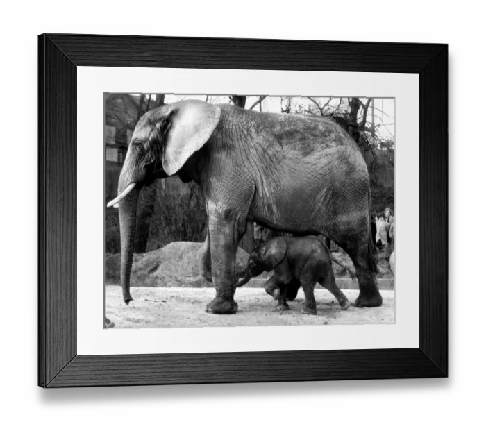 Framed Print : Iduna the African elephant with her new born baby girl Ota shortly after her birth Framed Print : Iduna the African elephant with her new born baby girl Ota shortly after her birth