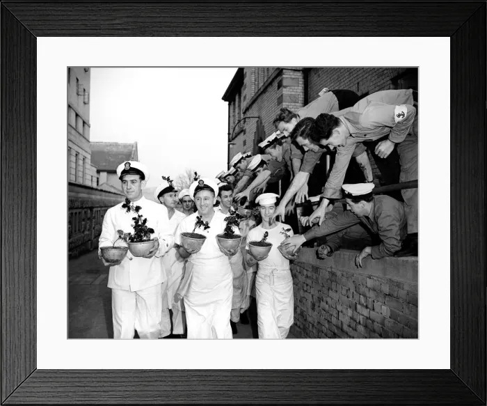 Framed Print : Navy cooks with Christmas puddings. 23rd November 1956 Local Caption Framed Print : Navy cooks with Christmas puddings. 23rd November 1956 Local Caption