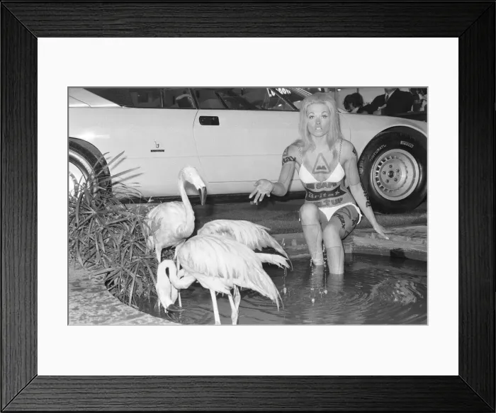Framed Print : Model from the British Road Safety campaign poses in a bikini with flamingoes at the 1971