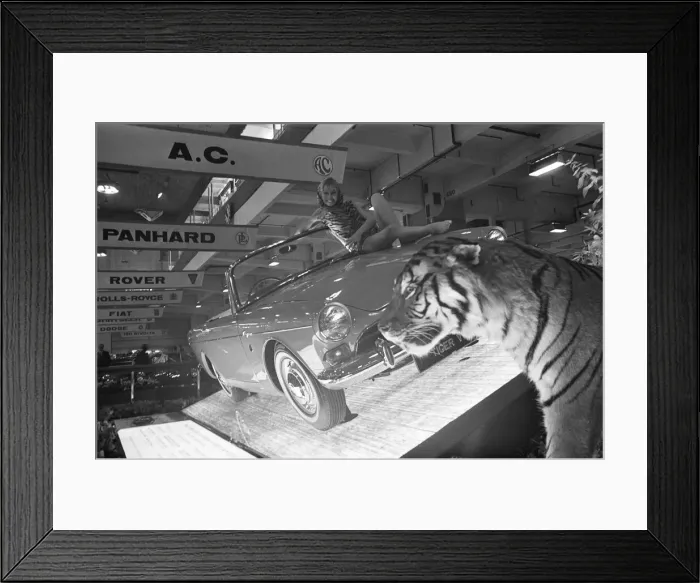 Framed Print : Models draped over the bonnet of an AC Tiger car at the British International Motor Show Framed Print : Models draped over the bonnet of an AC Tiger car at the British International Motor Show