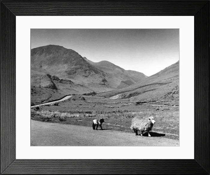 Framed Print : Sheep walking along the Honester Pass which connects the Buttermere valley with Framed Print : Sheep walking along the Honester Pass which connects the Buttermere valley with