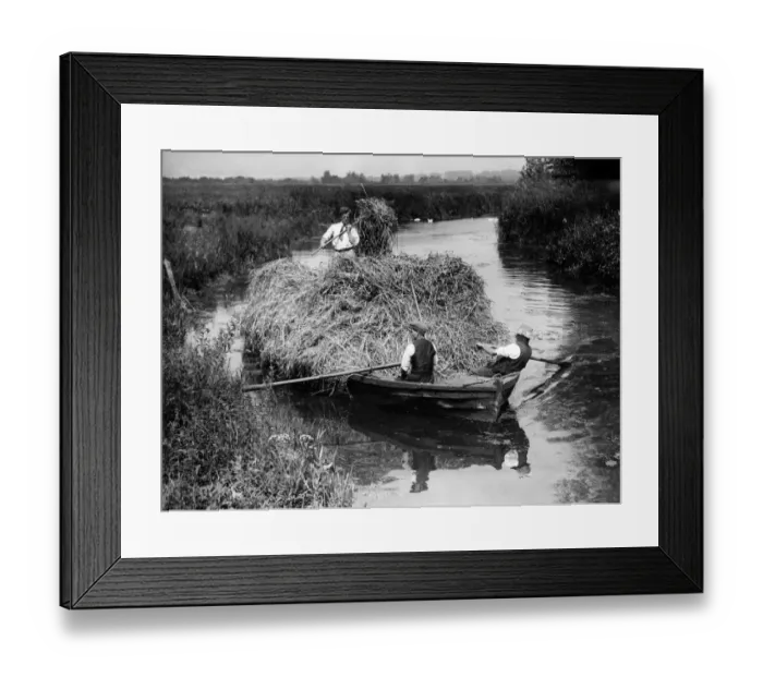 Framed Print : St Faith Rush Industry Rockland St Mary Norfolk A Boatload of Chique reed is cut