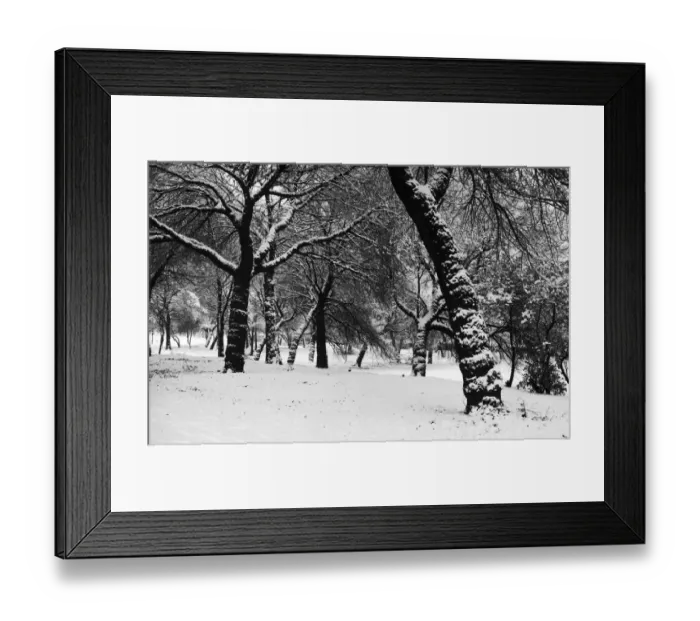 Framed Print : Queens Park Manchester Weather - Winter snow trees tree 11  /  12  /  1981