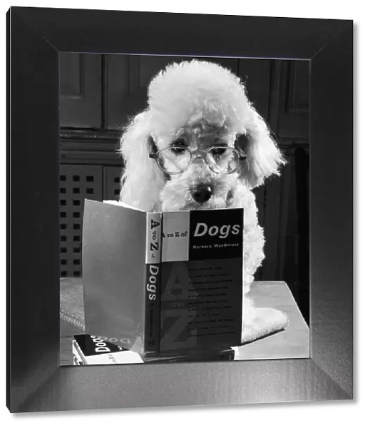 Ping Pong the poodle, studying the contents of the A-Z of Dogs