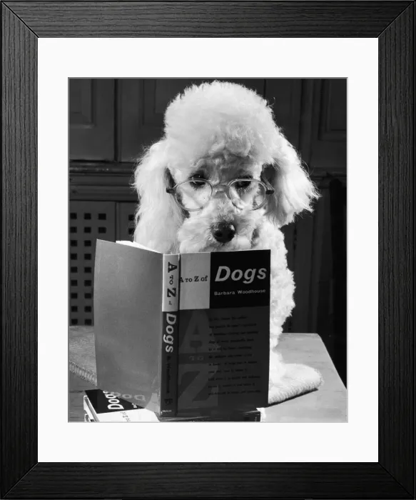 Framed Print : Ping Pong the poodle, studying the contents of the A-Z of Dogs Framed Print : Ping Pong the poodle, studying the contents of the A-Z of Dogs