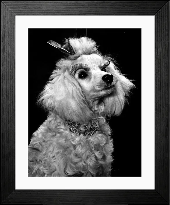 Framed Print : A glamourous white poodle dog wearing Doggy eye lashes stuck down over the eyes