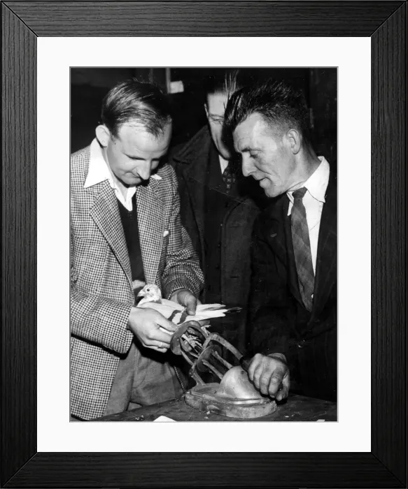 Framed Print : Owners fixing the ring on a pigeon at Newcastle Central Station in readiness to go to Framed Print : Owners fixing the ring on a pigeon at Newcastle Central Station in readiness to go to