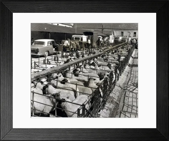 Framed Print : Cowbridge Market - A scene in the cattle market at Cowbridge. 27th July 1964