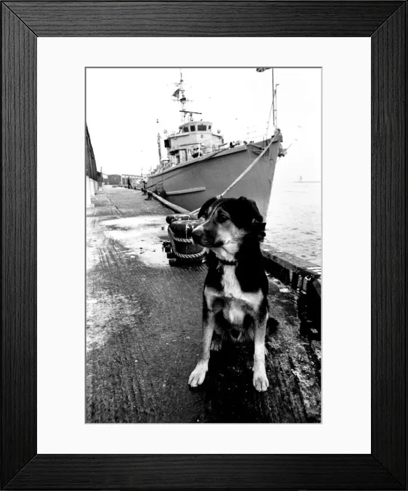 Framed Print : Sippers the mongrel mascot dog of HMS Soberton, pictured at the Fish Quay Framed Print : Sippers the mongrel mascot dog of HMS Soberton, pictured at the Fish Quay