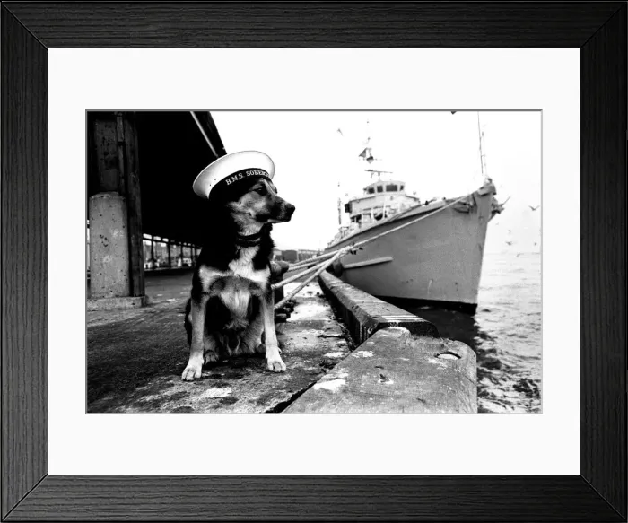 Framed Print : Sippers the mongrel mascot dog of HMS Soberton, pictured at the Fish Quay Framed Print : Sippers the mongrel mascot dog of HMS Soberton, pictured at the Fish Quay