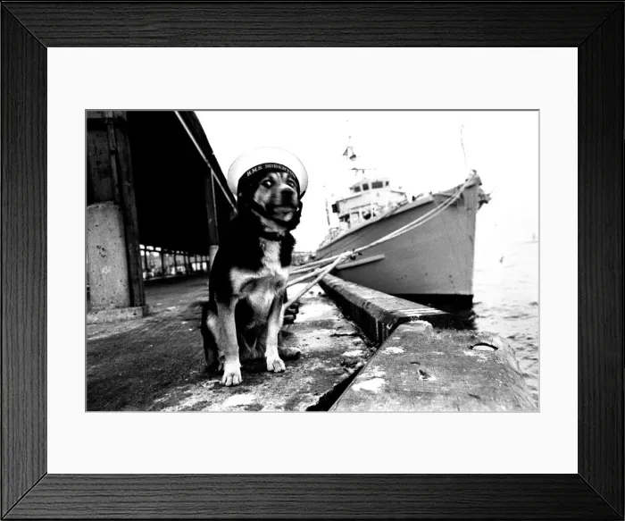 Framed Print : Sippers the mongrel mascot dog of HMS Soberton, pictured at the Fish Quay Framed Print : Sippers the mongrel mascot dog of HMS Soberton, pictured at the Fish Quay