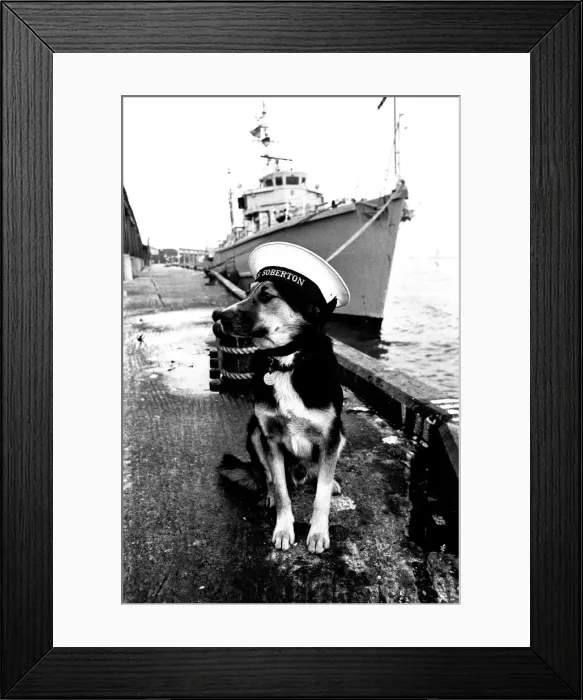 Framed Print : Sippers the mongrel mascot dog of HMS Soberton, pictured at the Fish Quay Framed Print : Sippers the mongrel mascot dog of HMS Soberton, pictured at the Fish Quay