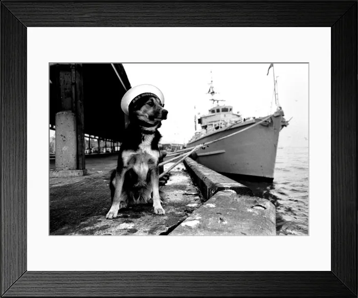 Framed Print : Sippers the mongrel mascot dog of HMS Soberton, pictured at the Fish Quay Framed Print : Sippers the mongrel mascot dog of HMS Soberton, pictured at the Fish Quay