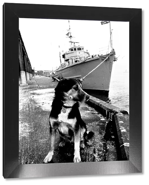 Sippers the mongrel mascot dog of HMS Soberton, pictured at the Fish Quay