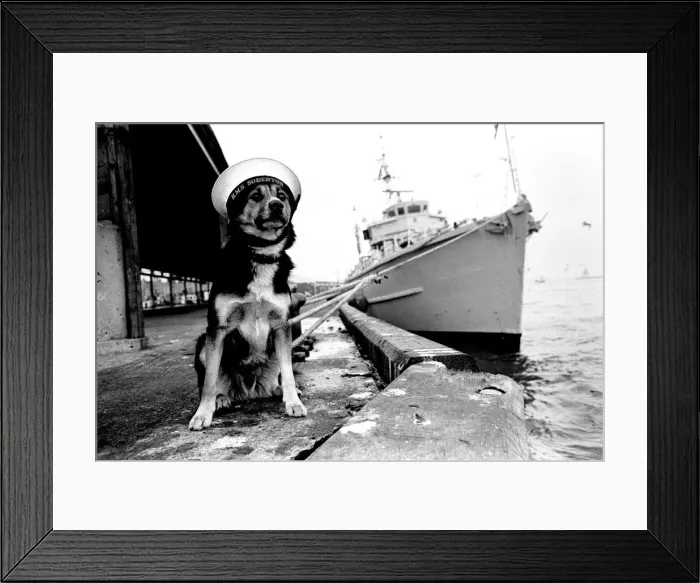 Framed Print : Sippers the mongrel mascot dog of HMS Soberton, pictured at the Fish Quay Framed Print : Sippers the mongrel mascot dog of HMS Soberton, pictured at the Fish Quay
