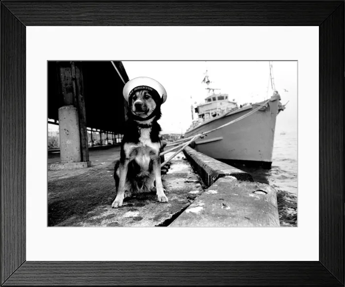 Framed Print : Sippers the mongrel mascot dog of HMS Soberton, pictured at the Fish Quay Framed Print : Sippers the mongrel mascot dog of HMS Soberton, pictured at the Fish Quay