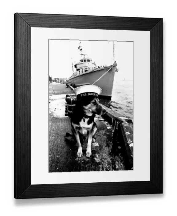 Framed Print : Sippers the mongrel mascot dog of HMS Soberton, pictured at the Fish Quay Framed Print : Sippers the mongrel mascot dog of HMS Soberton, pictured at the Fish Quay