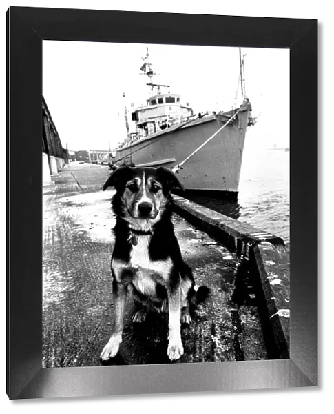 Sippers the mongrel mascot dog of HMS Soberton, pictured at the Fish Quay