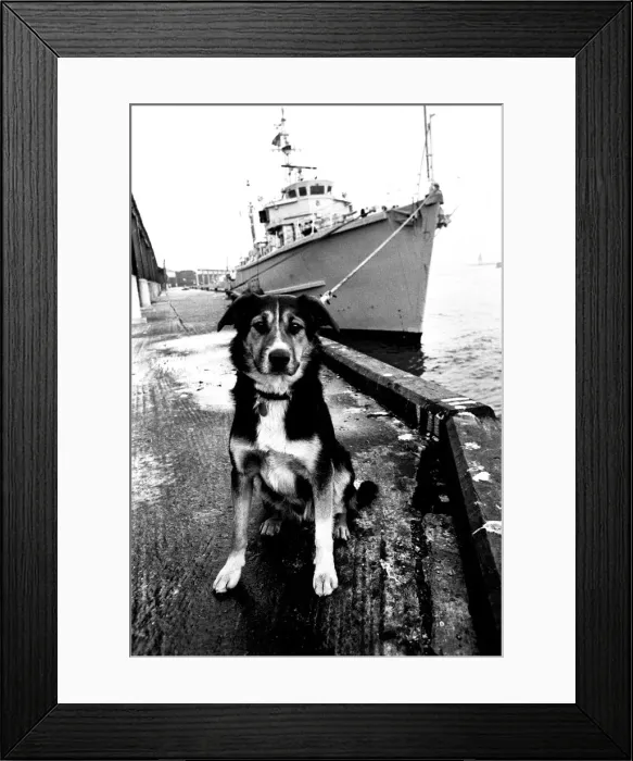Framed Print : Sippers the mongrel mascot dog of HMS Soberton, pictured at the Fish Quay