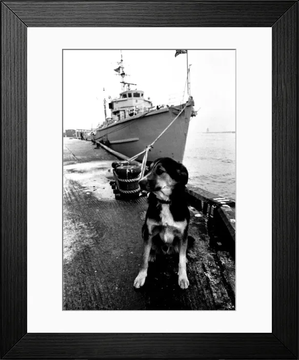 Framed Print : Sippers the mongrel mascot dog of HMS Soberton, pictured at the Fish Quay Framed Print : Sippers the mongrel mascot dog of HMS Soberton, pictured at the Fish Quay
