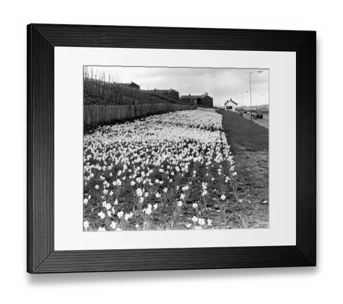 Framed Print : A host of golden daffodils on Newcastles Scotswood Road on 17th April 1985