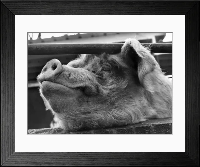 Framed Print : Pig in a poke, and so very lonely-it seems that no one wants you when you Framed Print : Pig in a poke, and so very lonely-it seems that no one wants you when you