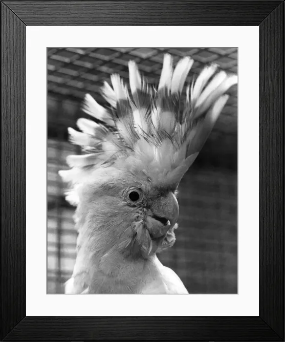 Framed Print : One of the two of the the most valuable pair of Cockatoos worth £3000 Framed Print : One of the two of the the most valuable pair of Cockatoos worth £3000