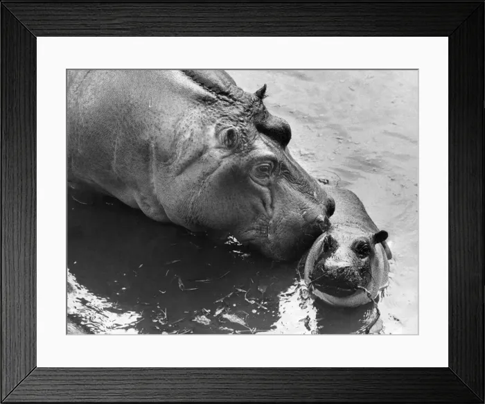 Framed Print : Baby hippopotamus born at Whipsnade. Although distantly related to the pig Framed Print : Baby hippopotamus born at Whipsnade. Although distantly related to the pig