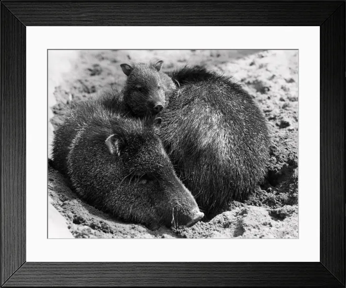 Framed Print : A baby Collared Peccary at Dudley Zoo. 24th April 1973