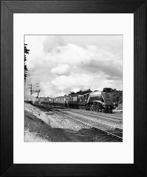 Framed Print : The Elizabethan at speed, on 10th January 1956, headed by Class A4 locomotive Gannet Framed Print : The Elizabethan at speed, on 10th January 1956, headed by Class A4 locomotive Gannet